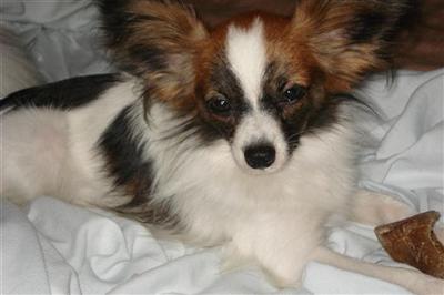 Stud Dogs - Papillon